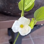 あげ丼CYAYA よし - 可憐で可愛らしい♡