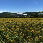 あげ丼CYAYA よし - ひまわり畑（観光農園 花ひろば）　　　　　　　　　　　　　　　※お店の内容とは一切関係がありません