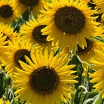 あげ丼CYAYA よし - 日々、ひまわりのようにや笑顔でいたい(*˘︶˘*).｡.:*♡        
       ※お店の内容とは一切関係がありません