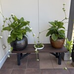 あげ丼CYAYA よし - 《エキノドルス》というお花だそうです♡