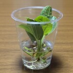 あげ丼CYAYA よし - 頂いて来たエキノドルスちゃん♡