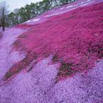 ひがしもこと芝桜公園売店 - 