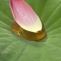 鎌倉 北じま - 