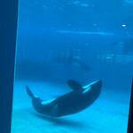 オーシャン - シャチを見ながら食事が出来ました(^-^)