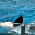 オーシャン - 丸みを帯びた前ヒレが可愛いです