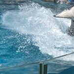 オーシャン - 夏の水掛けイベント［サマースプラッシュ］　　　　　今年は７/１〜８/31  毎年同じかは分かりません