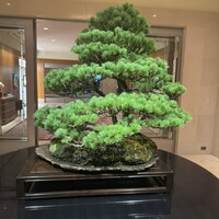 ひのきざか - 