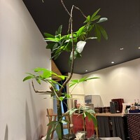 うなぎ･ひつまぶし炭櫓 京都四条河原町店 - 