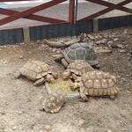 紀宝町ウミガメ公園お食事＆喫茶コーナー - 