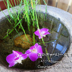 森のぎゃらりー&家カフェ - 