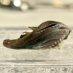 ウシマル - ・九十九里町産 入梅イワシ