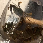 ウシマル - ・千葉県産 石蟹