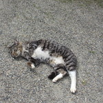 花留果家 - 車を駐車場に停めて店内に入ろうとすると猫がお出迎え、とっても人馴れしてるからどうやらこの店で飼われてる猫ちゃんみたいですね。
