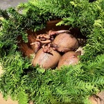 NeMo - 調理前のフランスの小鳩