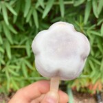 寿恵広 - アイス饅頭　200円(税込) 