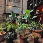 フリーカルチャー - 