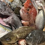 なきざかな - 新宿水族館②