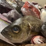 なきざかな - 新宿水族館①