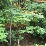 フォレスト イン ボン - 