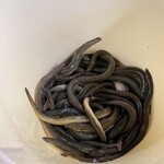 四万十屋 - 天然うなぎが漁師さんがお店日曜日納品しに来たところ。