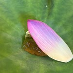 鎌倉 北じま - 蓮根餅