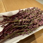 雪花菜 - ツルムラサキの花