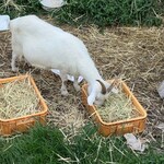 らーめん 愛彩流 - 