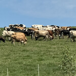 美瑛放牧酪農場 - 