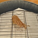 天ぷら料理 さくら - 