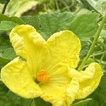 インデアンレストラン  ニューミラ - 