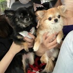 大津びわこ茶屋 - うたとおとは、またもや車内待機_( ˙꒳​˙ _ )ﾁｮｺﾝ