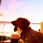 アニヴェルセルカフェ - 