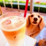 アニヴェルセルカフェ - 