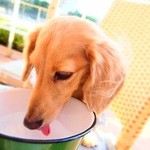 アニヴェルセルカフェ - 