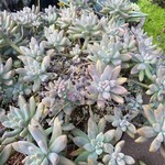 そば処 やまもと - 