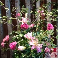 羅豚 ギンザ・グラッセ - エレベーター降りたら迎えてくれるお花も華やか