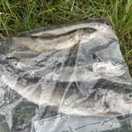 日光湯元レストハウス - 手前のニジマスちゃんは33cmオーバー　一番上の22cmのブルックとっても綺麗ですよ　ニジマス4尾　ブルック2尾　今回は燻製してみます♪