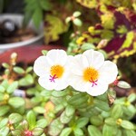 ロゼ - お花咲いてた( ˊᵕˋ* )♩✨