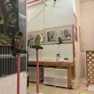 フクロウのみせ_2