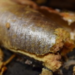 柳家 - 間瀬川天然子持ち鮎の卵