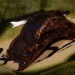 柳家 - 信州老茸焼物