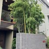 BISTRO CHINESE OSAWA - 竹林がある素敵な外観