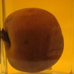 ドンナ・セルヴァーティカ