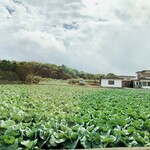 忠ちゃん - 目の前は野菜畑