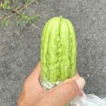カフェ すろうらいふ - 本日はゴーヤを頂きました。ご立派！羨ましい限りです♪̊̈♪̆̈