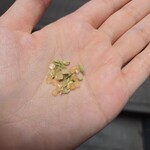 グルガオン - フェンネルシードとざらめ