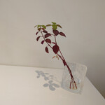 ミッシェル ナカジマ - 