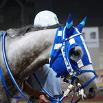 成田漬物本舗 - 涼しげなナターレさんの愛息インナースティールくん