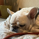 DAGWOOD - 寝顔もかわいい