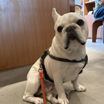 DAGWOOD - 看板犬のはっさく君